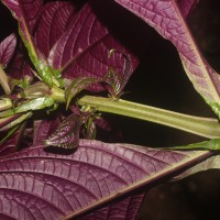 Strobilanthes auriculata var. dyeriana (Mast.) J.R.I.Wood